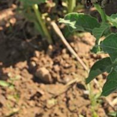 白薇种植方法1. 土壤搭配：疏松沙质壤土，腐叶土+细沙混合，土质偏中性最佳，忌厚