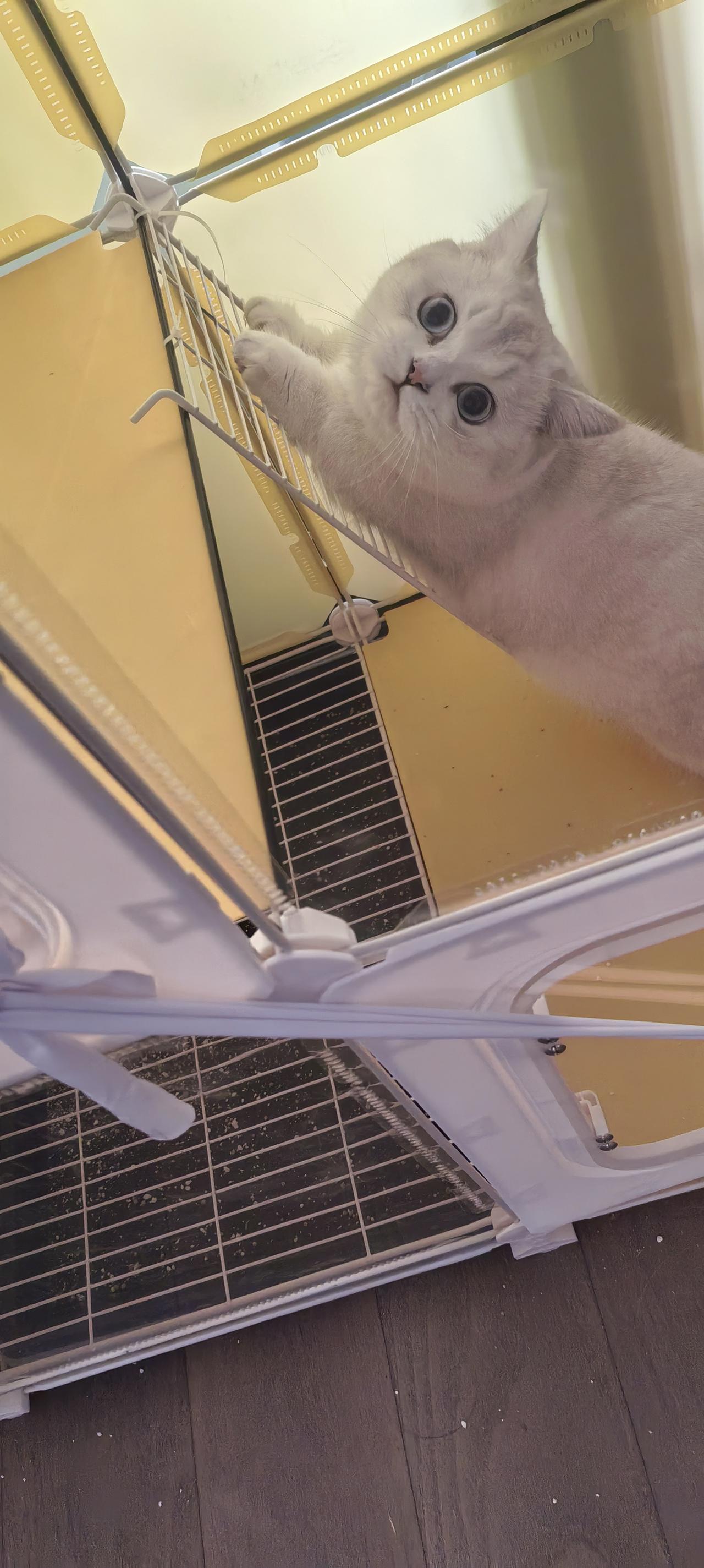 以一张照片记录你家猫咪的可爱。我就的这只猫咪名叫雪糕，从我女儿把他买回家的那天