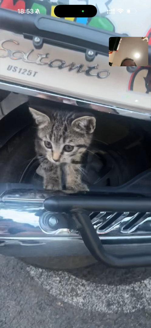 昨天盛哥遇到了一只小猫咪，小猫还和他握手了