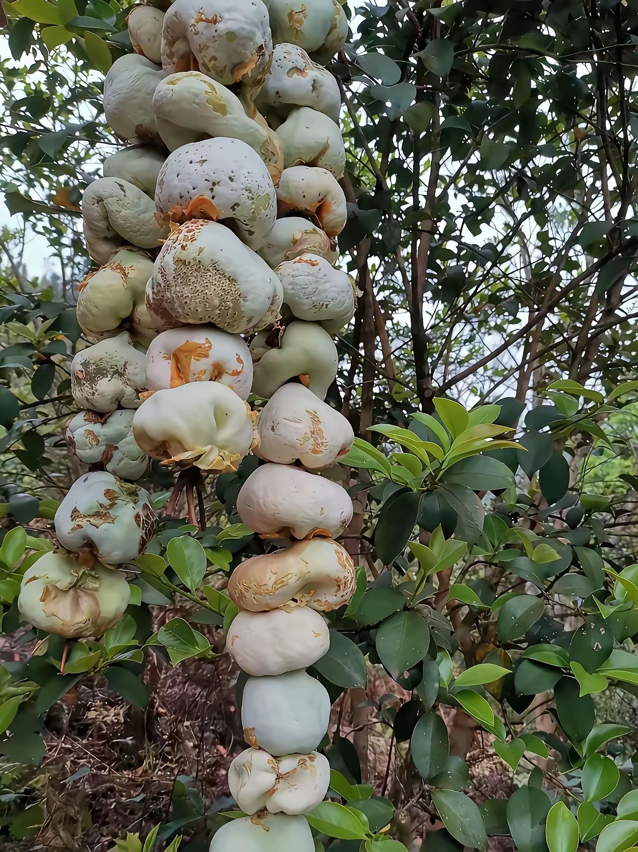 城里有钱买不到，山上根本没人摘，还是这个味道
