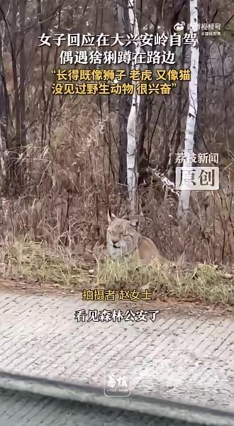 在大兴安岭的深山密林里，一场意想不到的邂逅让网友们炸开了锅。一位女子在徒步时，意