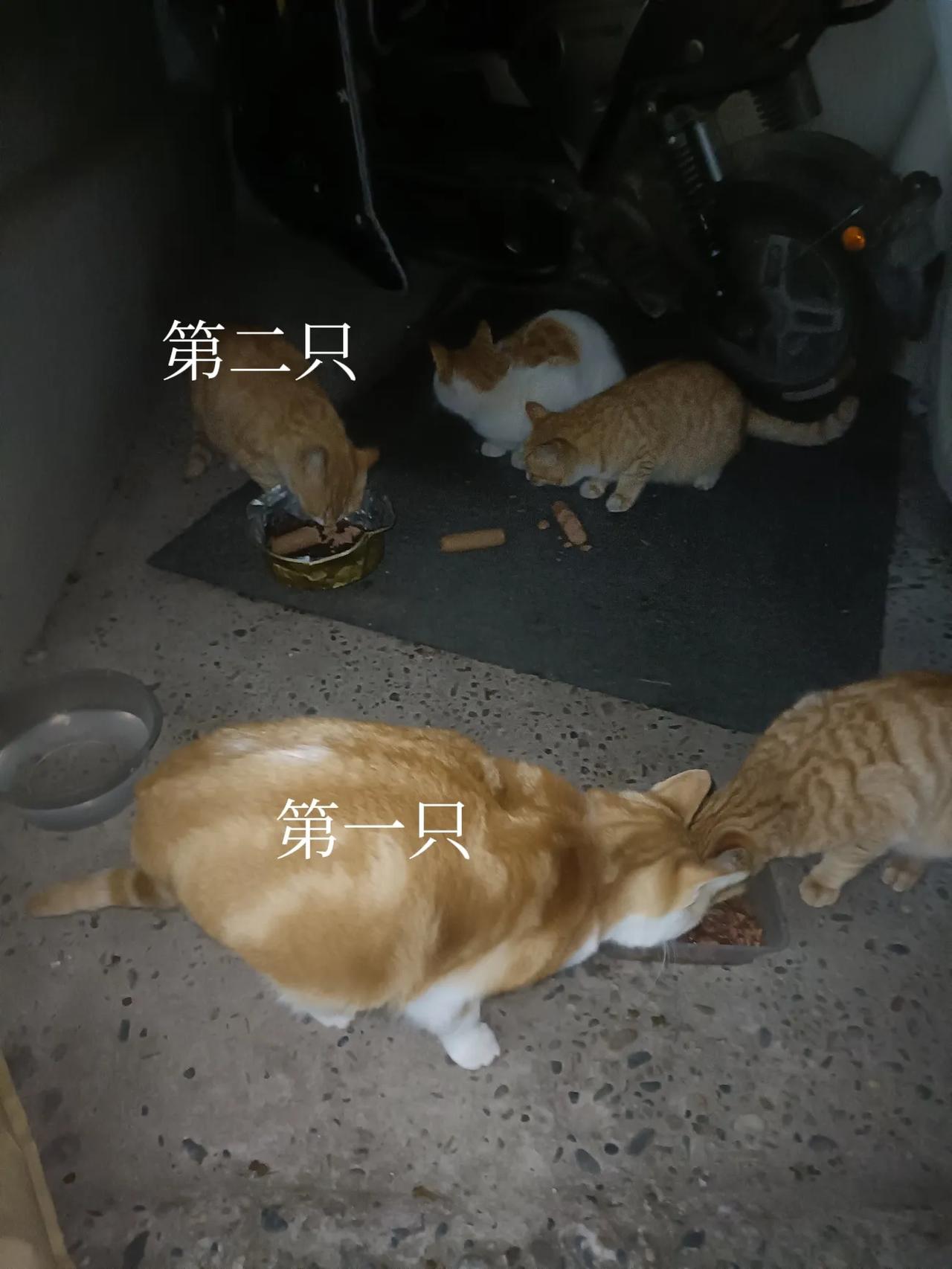 绝育后放归的两只橘猫妈妈状态非常好，第一只依然很亲人，第二只毫不客气对我呲牙，看