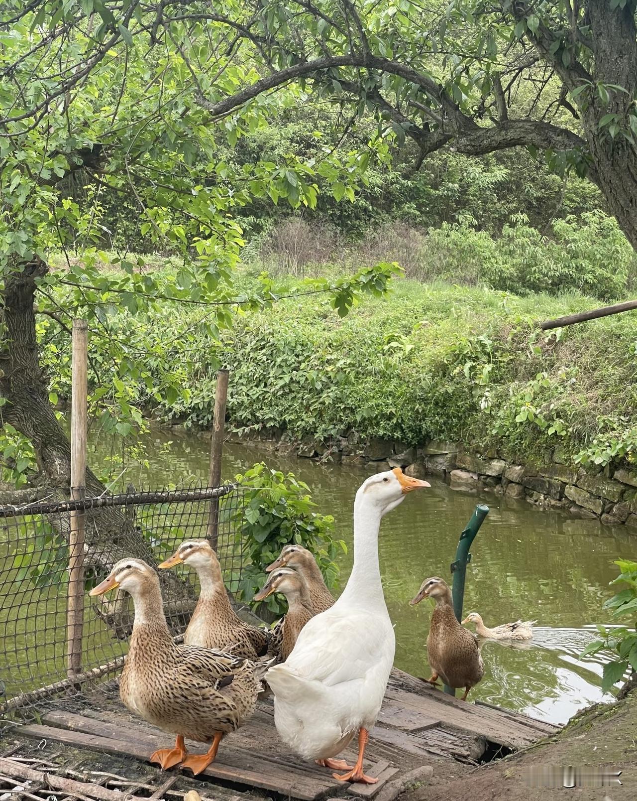 农村老话说“养鹅能防蛇”，是真的吗？老辈人说养几只大白鹅在院子里，蛇都得绕道