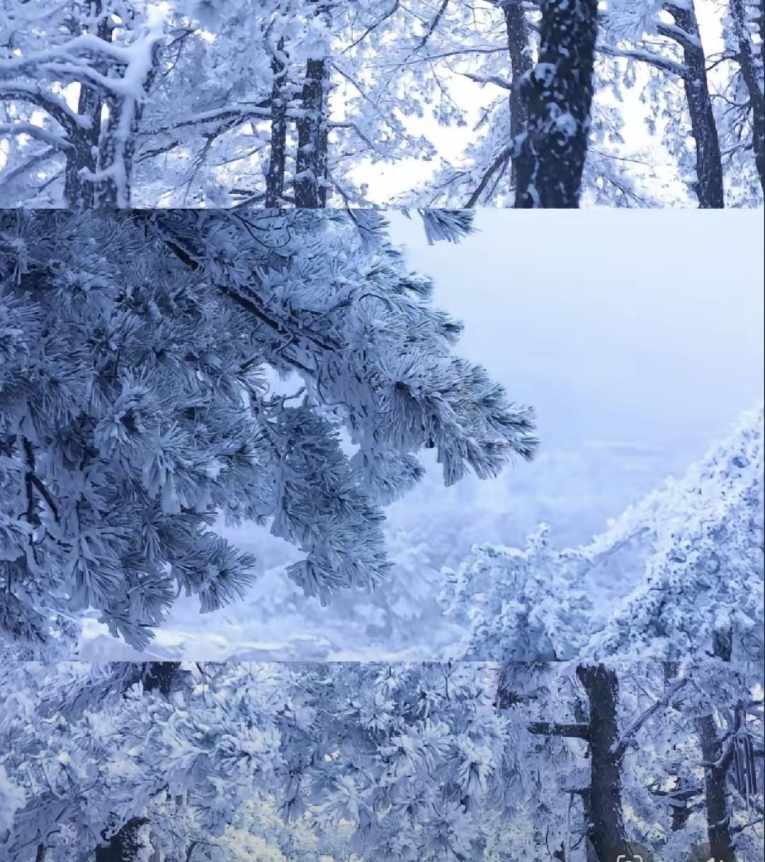 再过三天就进四九，1月17号开始。天气预报说，气温要猛地往下掉。郑州前两天还能升