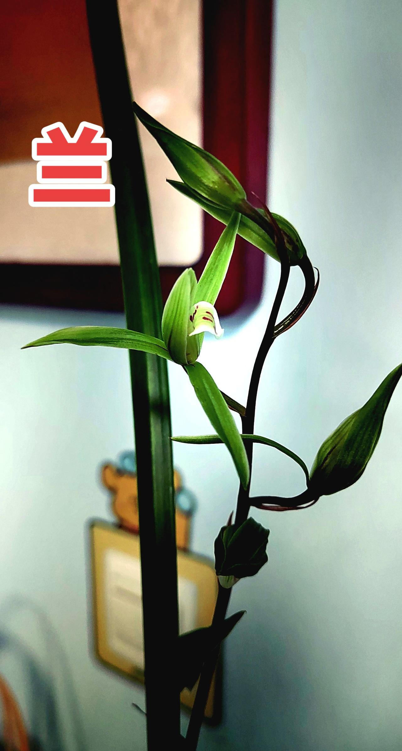 兰花种植原创作品