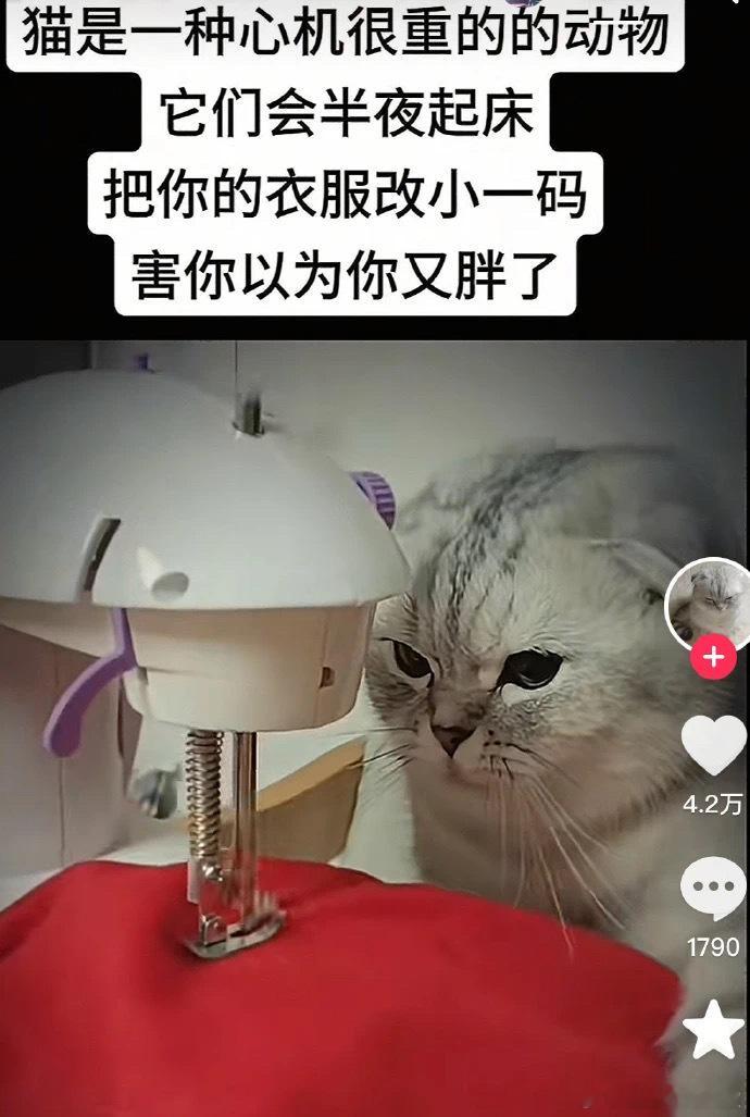 原来如此胖的原因找到了！meme宠物卖萌中心内容过于真实​​​