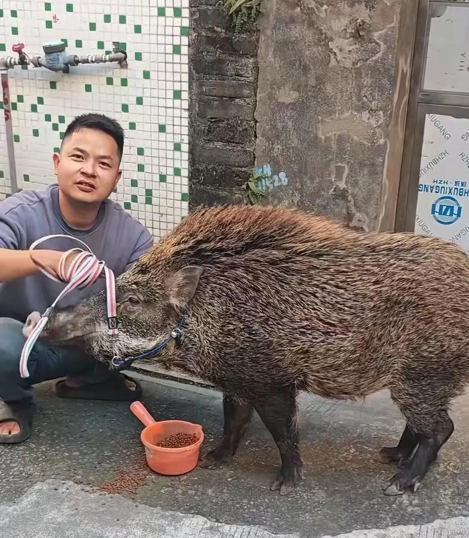 你敢信？一头闯进家门的野猪，硬是被广州一哥们养成了“镇宅神兽”！不仅拒绝了5万的