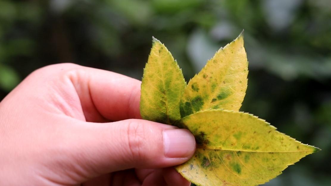 栀子花叶子发黄怎么办? 几个方法帮你解决