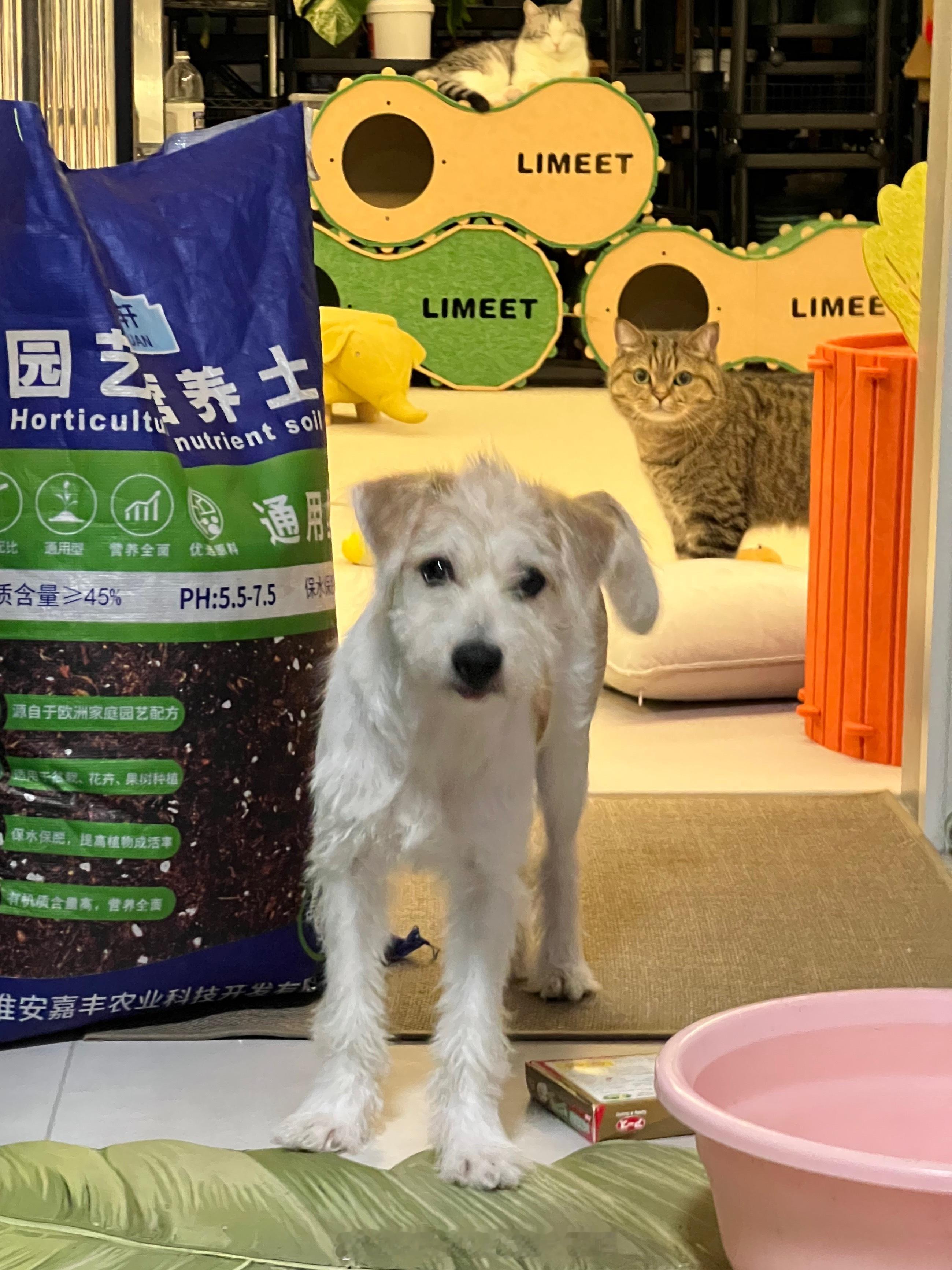 即使是这样也不聚焦在狗身上吗​​​