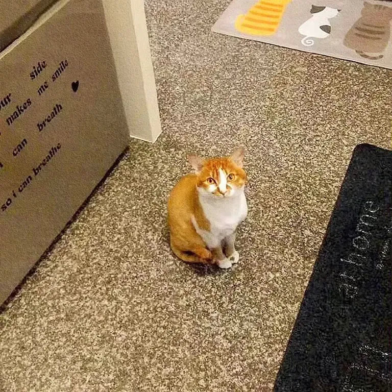 主人每次炒菜猫咪就吵着要看于是主人就这样抱着它，煮给它看[捂脸哭]