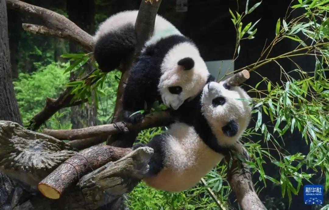 快报！快报日本突然宣布了12月15日，日本东京都政府发布消息称，旅居日本东