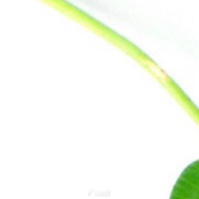 每日一善🍃种植🍃诜冬四叶草对土壤的适应性远超想象，但优质土壤能使其生长