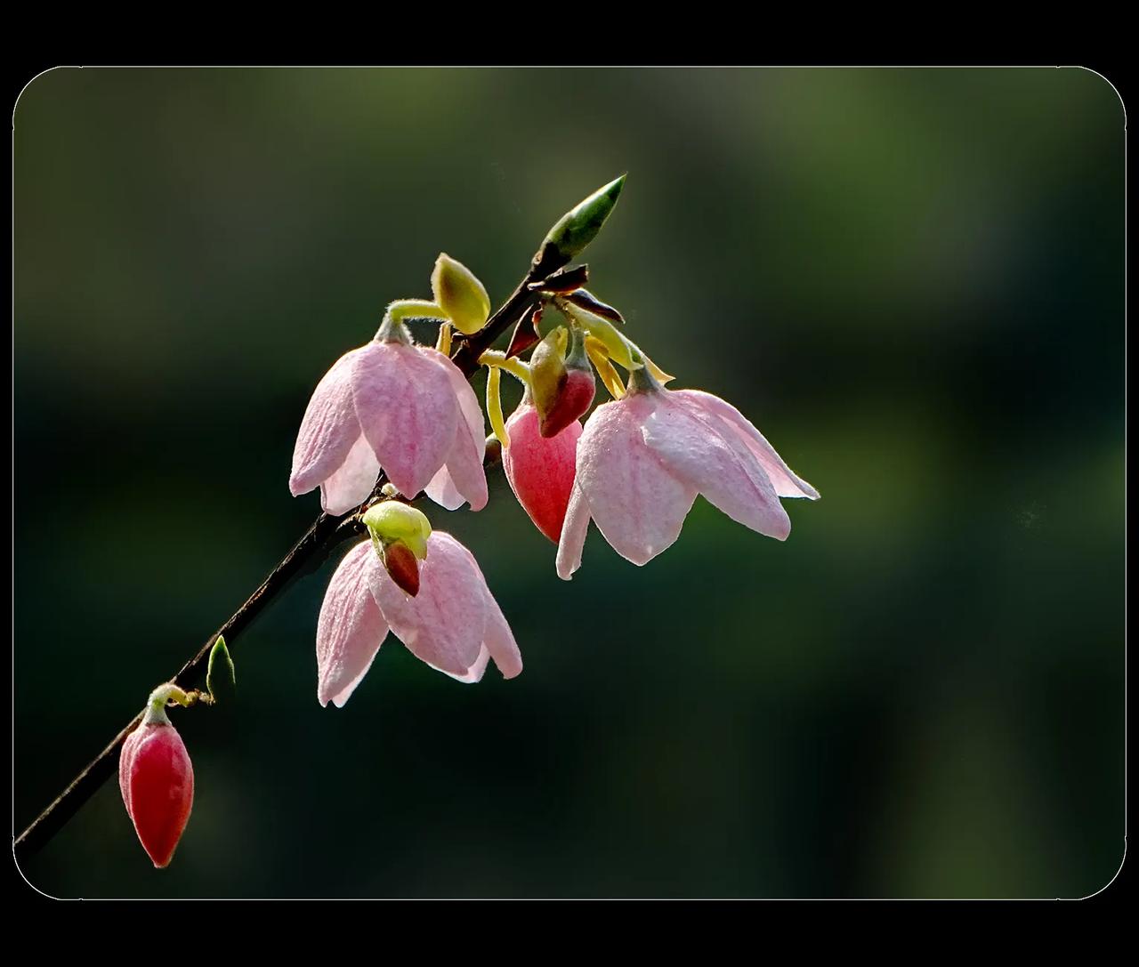 《奇花异草“陀螺果花”》在成都植物园，到那桃花盛开的地方，第一次看到了一种叫“