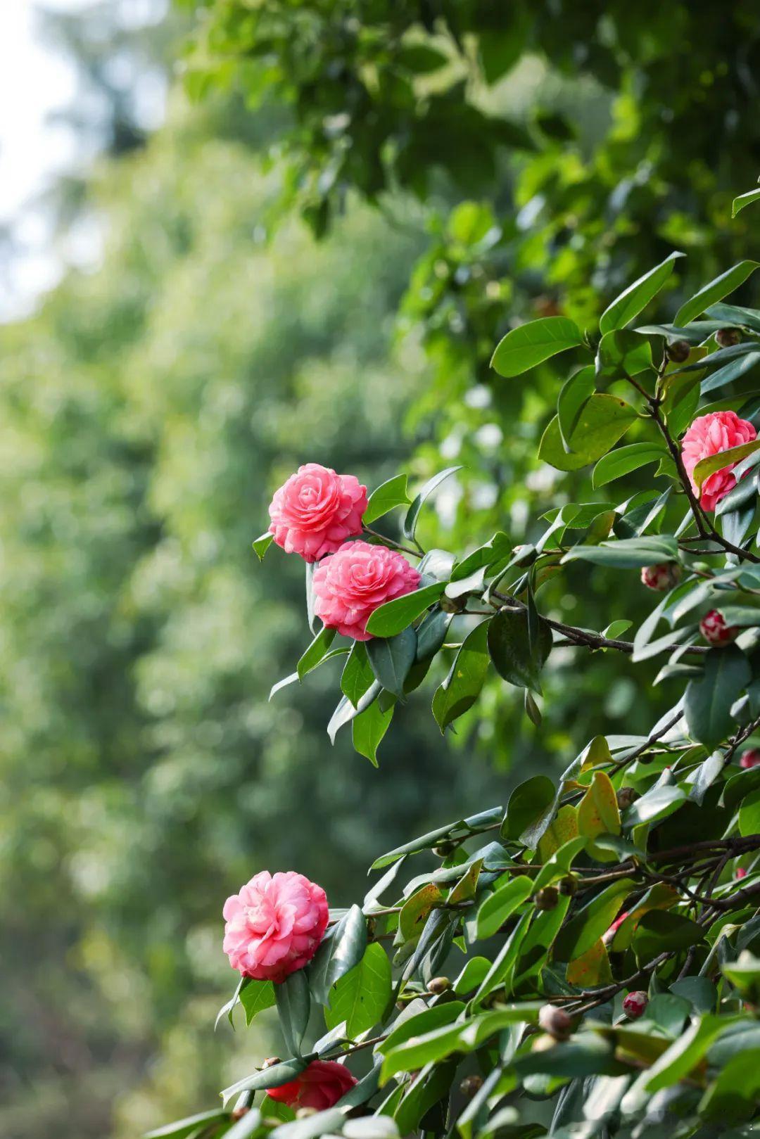 生肖羊12月属羊人财务状况不佳，建议将资金存放在最安全的地方，减少不必要的开支。