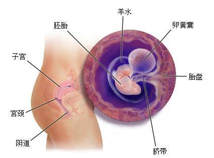 孕期胎儿发育图 附文字说明 超详细 祝好孕哟