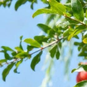 石榴种植：1.选址：光照足、排水好，微酸至中性土，施足底肥。2.种植：春3-