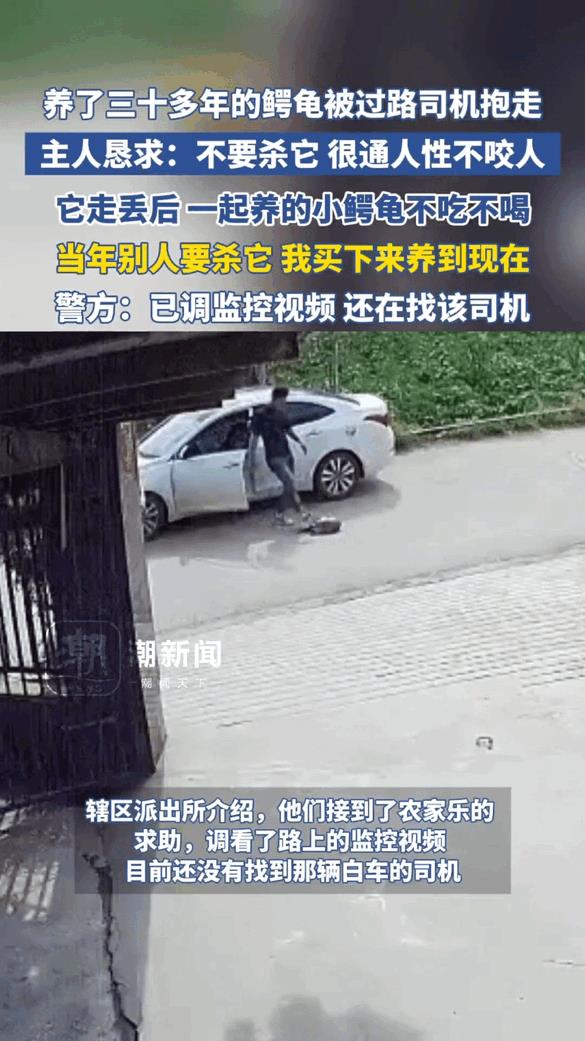 “求求你别杀它！”云南，女子养了30多年的鳄龟突然不见了，找遍了每个角落都没找到