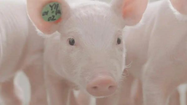 中国猪肉消费市场逐渐萎缩的背景下，牧原股份与双汇发展在2025年三季度财报中展现