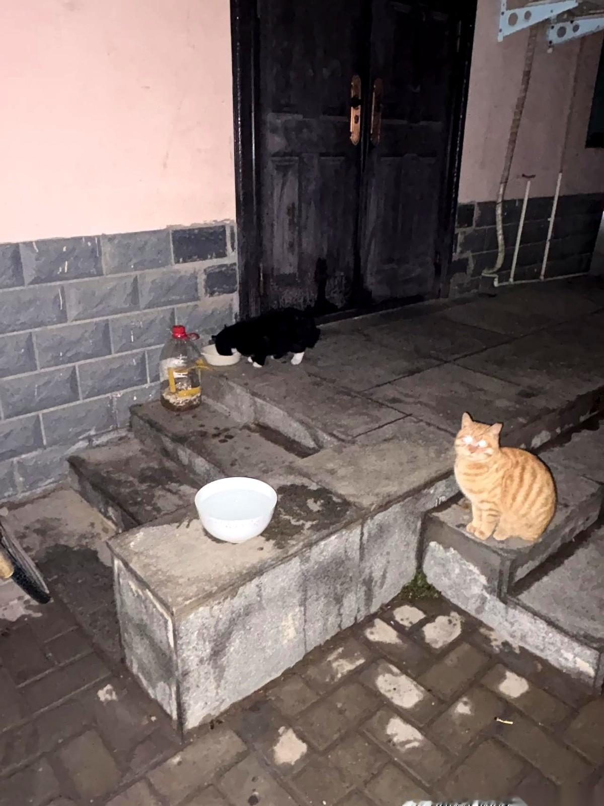 别以为喂流浪猫是蹲下来“咪咪”几声那么简单。错了，那是搞地下工作。行动时间，