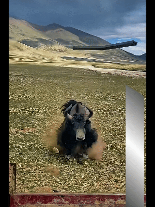 在高原上千万不要轻易去惹牦牛，否则就是这样的下场…