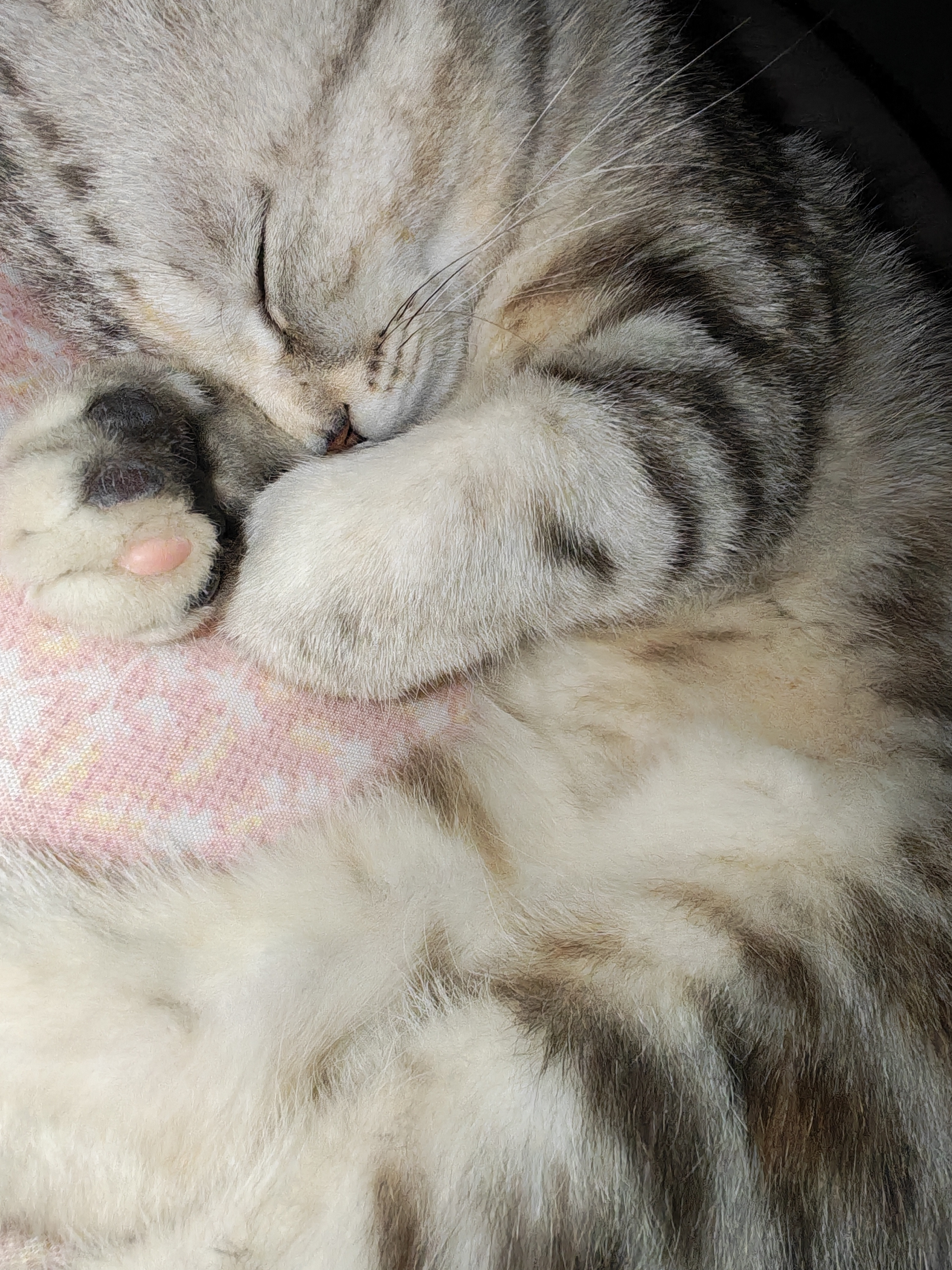 小猫咪怎么这么可爱^>⸝⸝⸝⸝<^੭ﾞ