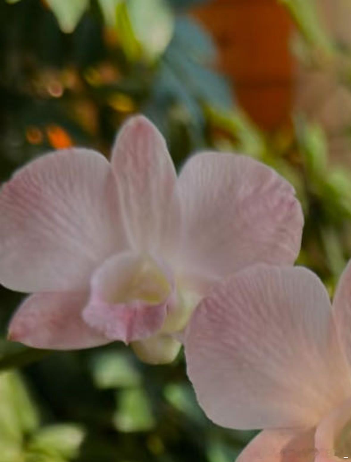 石斛兰的核心种植方法：1.栽培方式：1️⃣附生（模拟原生环境）：绑在树干、蛇木