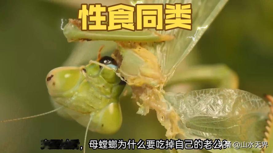 7种“以死造生”的动物，看完让人肃然起敬大自然最震撼的生存法则，不是弱肉强
