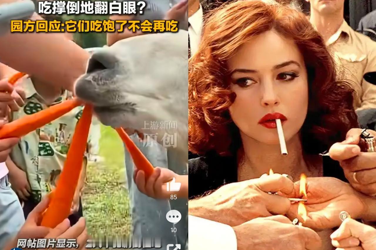 刚从南通动物园回来，花了50块钱买了一包胡萝卜，含泪明白了一个道理。世间