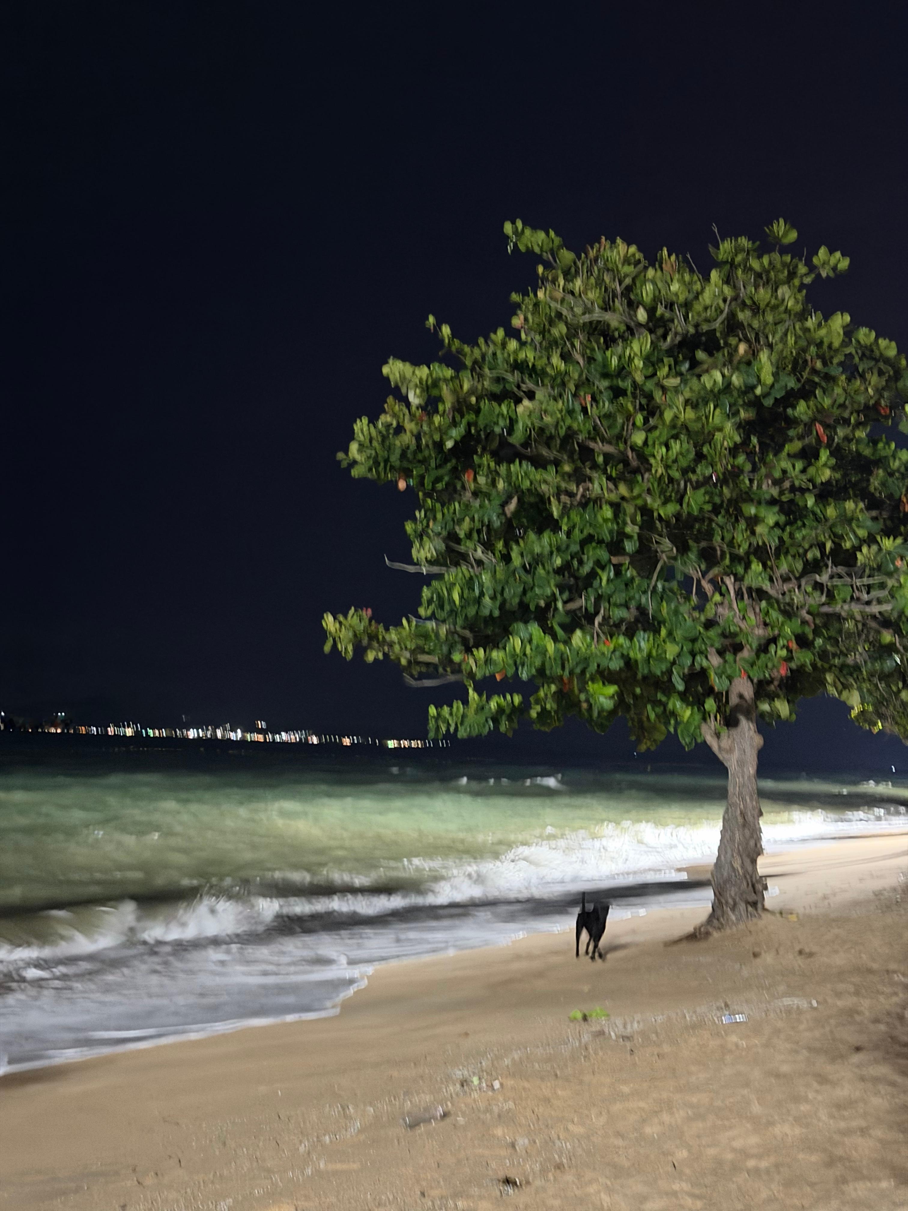 海边的大树🌳泰国·芭堤雅乔木提恩海滩