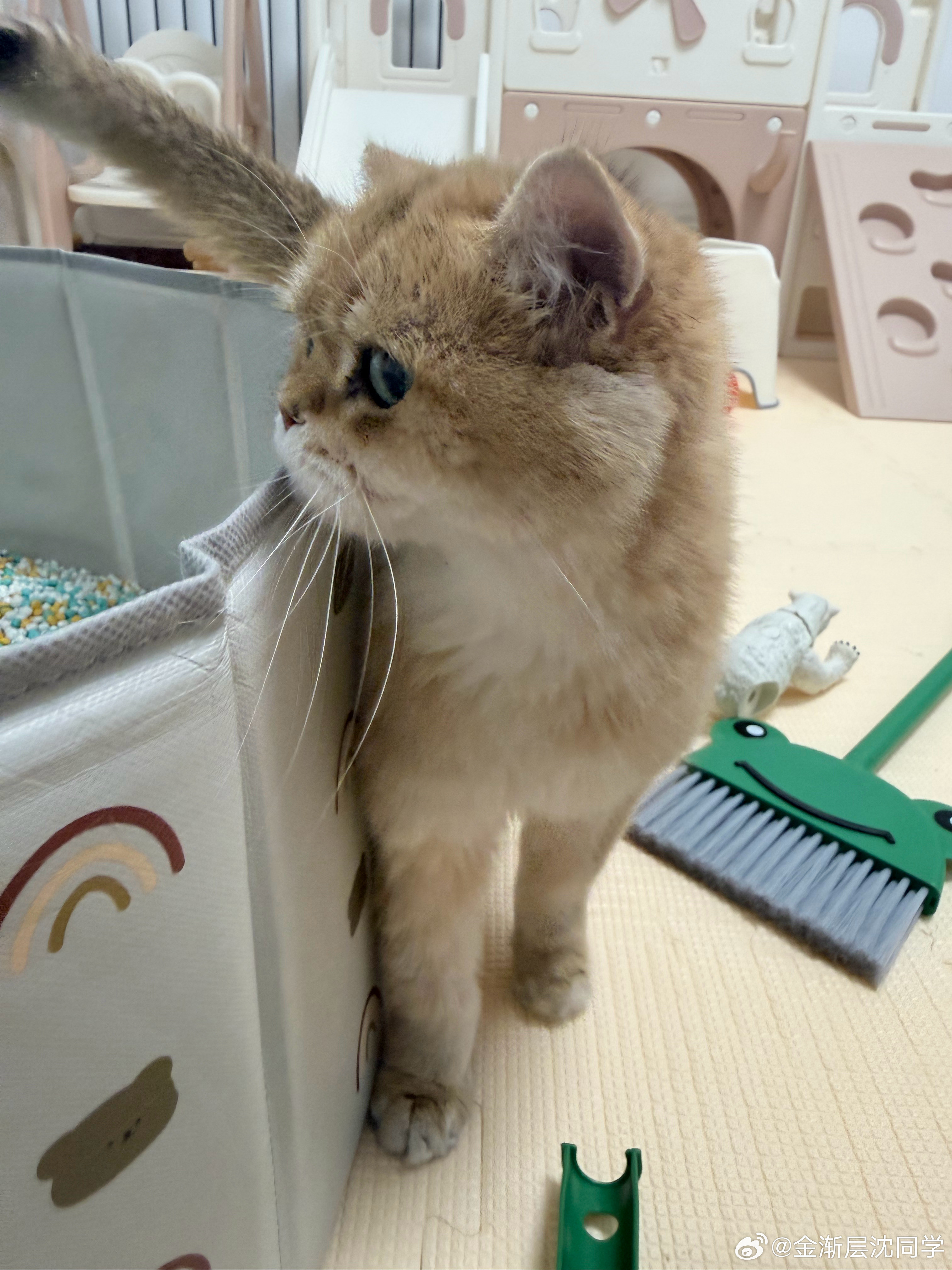 最怕的事情还是发生了，家里所有小猫咪集体盯上沙坑。掏出一颗，立马抢着玩萌宠猫咪