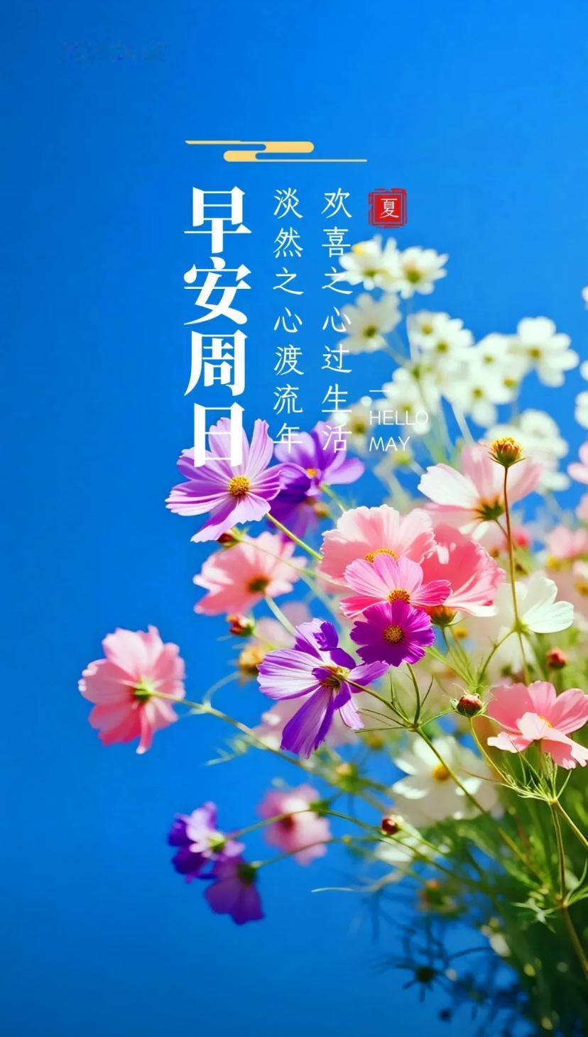 夏晨问安，夏晨风暖人间阔，烟火温柔载福长。2026./5.17.[玫