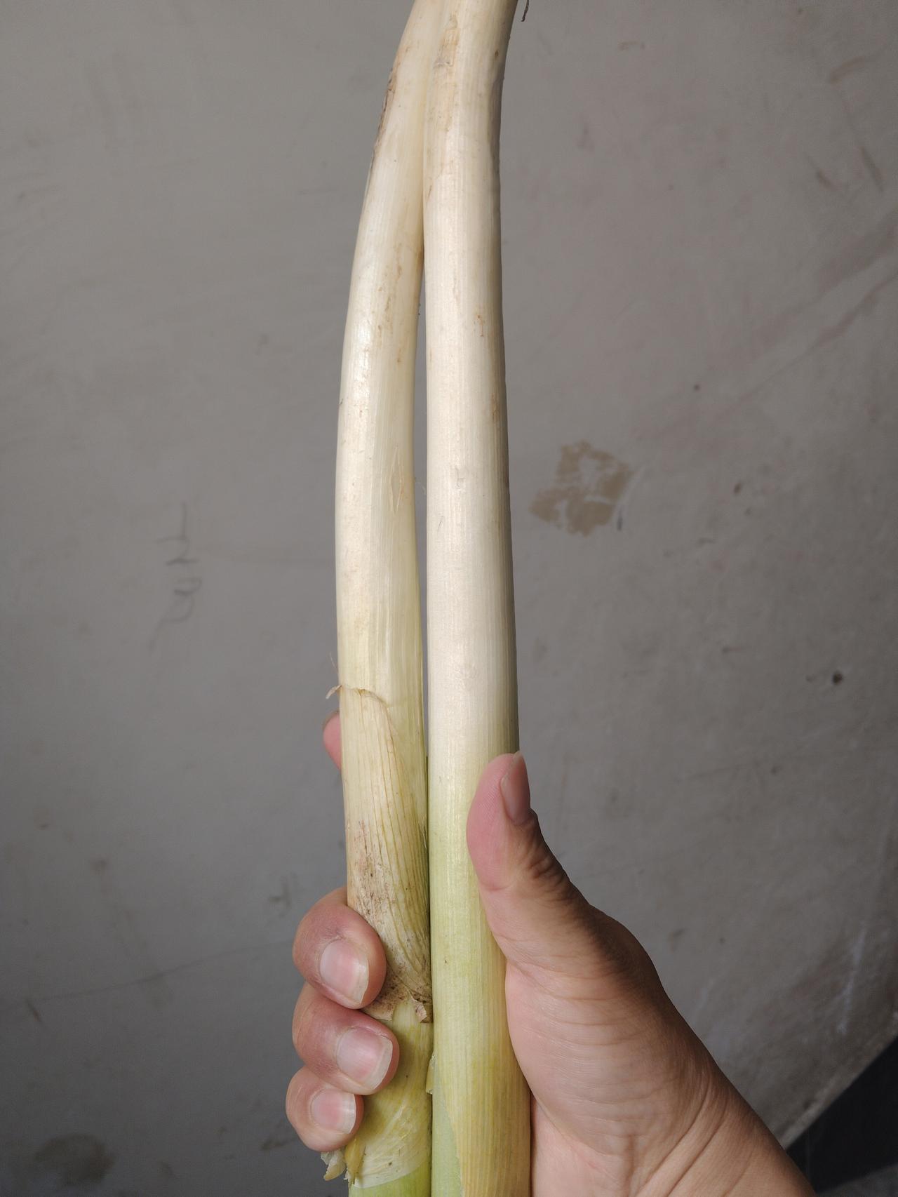 大葱怀孕了？——最近买葱，发现葱白虚胖，一捏，空心了。问菜店咋回事，她说：“
