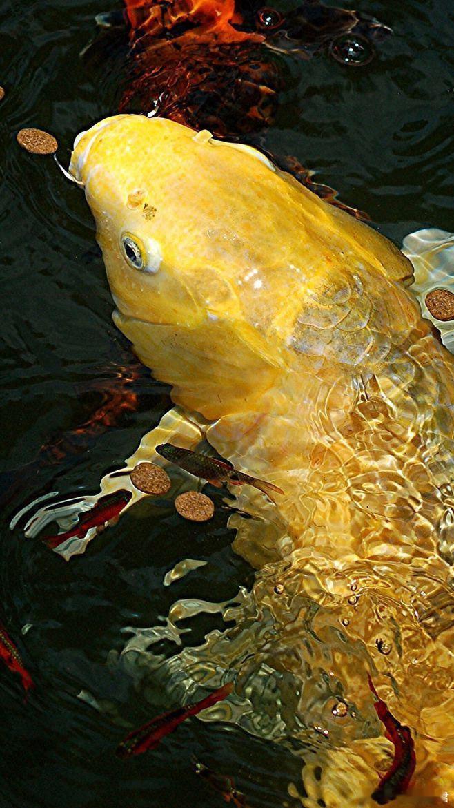 转发今天是个吉祥的日子，见者好运，会有好的转机，天遂人愿，事事得意~