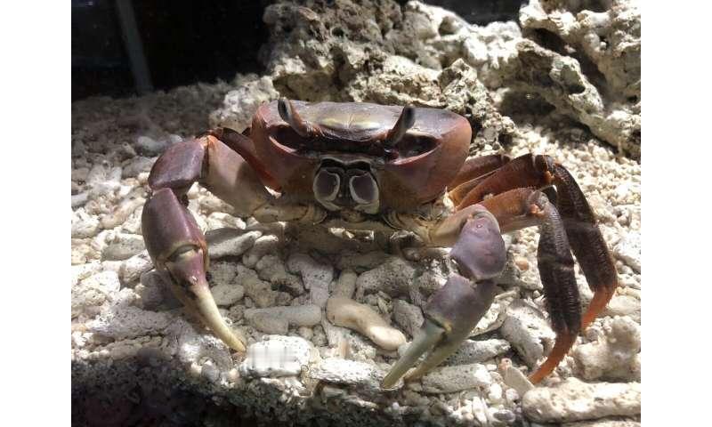 你随手翻开海边的一块石头，底下爬出的螃蟹几乎无一例外地横着逃窜。全球近7904种