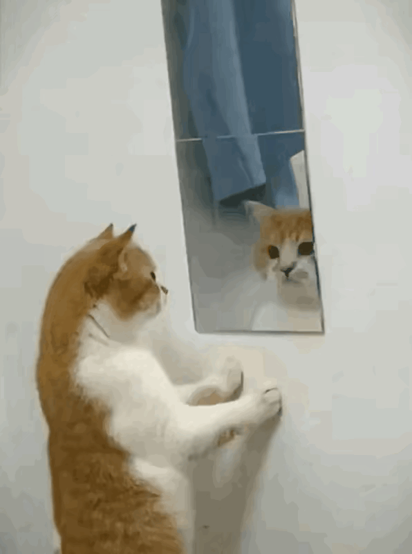 哈哈，这只猫咪的表情太经典了！它看起来就像在说：“你是谁？为什么长得跟我一样？”