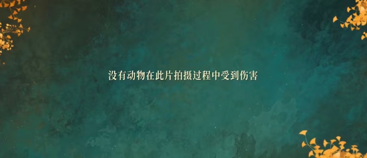 我们百花杀剧组把小猫养成大猫了！！！