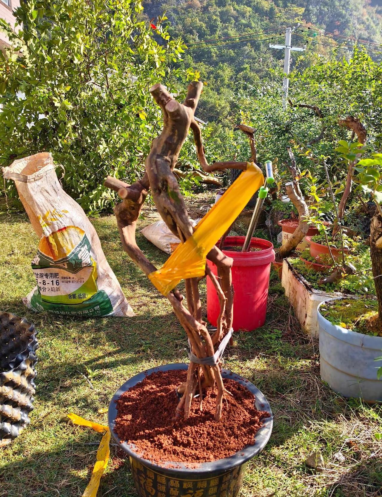 雀梅作为盆景中的经典素材，以其苍劲的树干和丰富的根系，成为许多爱好者追逐的对象。