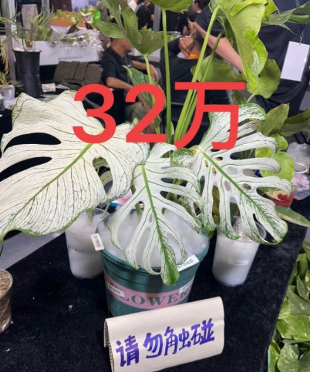 不怕富豪有钱，就怕富豪有钱还努力曾舜曦说有一瞬间想回家继承家业万万没想到，他