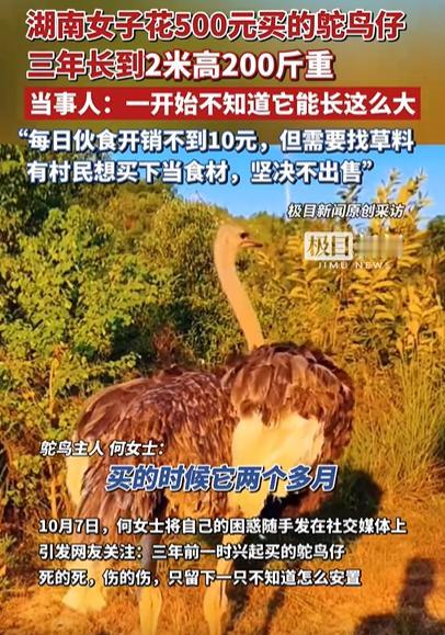 湖南一名女子在三年前养了一只鸵鸟，没想到现在已经长成了两米高、两百多斤重的“巨无