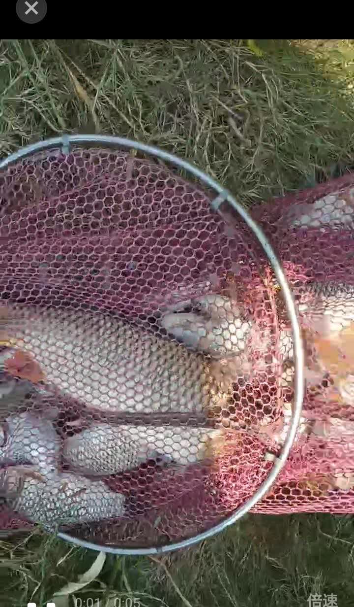 原本打算今天去钓鱼的，天还没有亮就起了床，但是后来犹豫了一阵，最后还是放弃了。
