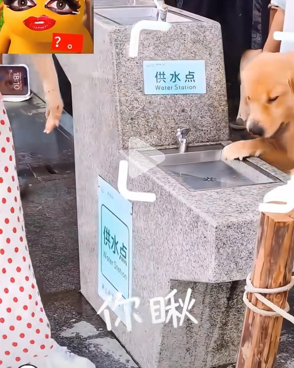 最近，有网友发视频，在深圳某公园直饮水机旁，一名美女让宠物狗在上面喝水。有附