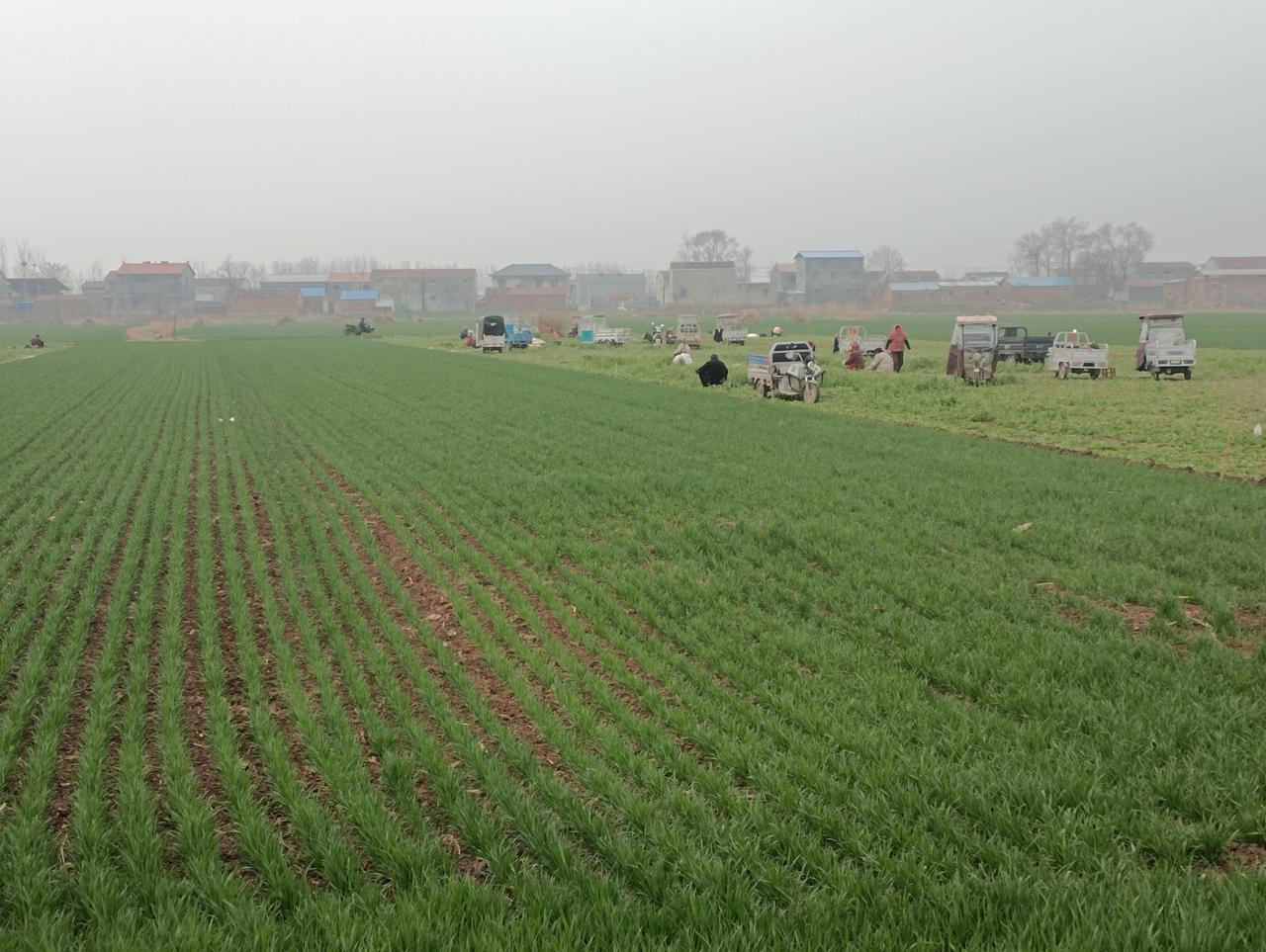 年后不出门，在家就打工！刚刚过完年，这不，河南豫东的地里就是一片繁忙的景