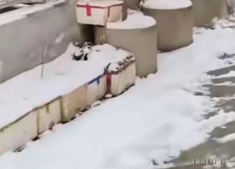 近日，山东货车司机因雪被困河南南阳南召，附近居民纷纷伸出援手，有的居民送饭给他吃