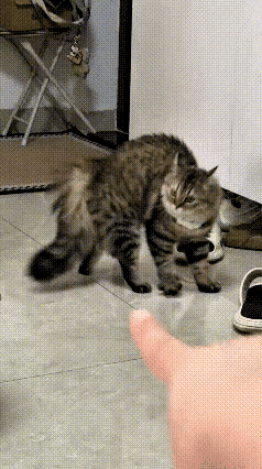 我家的狸花猫养了七八年了，每次它犯错的时候，我总是先指着它臭骂一顿，然后再给它两
