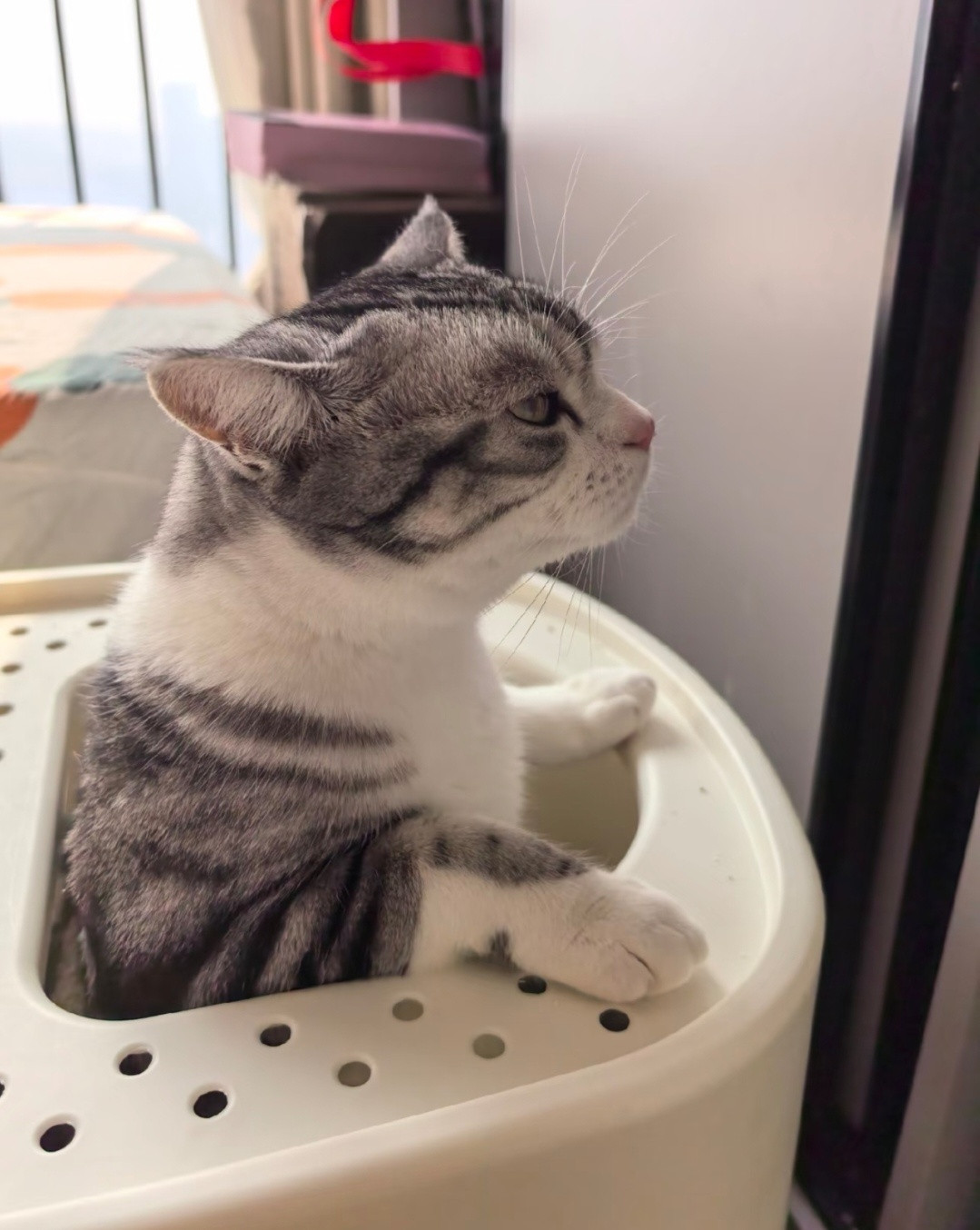 小猫拉屎时的表情也是非常严肃的