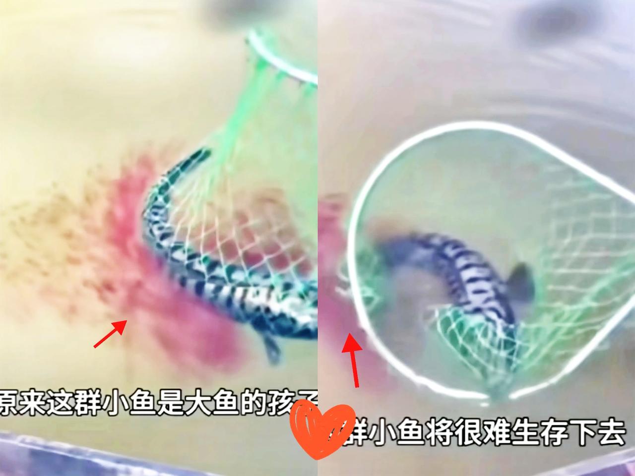 钓鱼时最让人纠结的不是鱼不上钩，而是钓上来了却根本下不去手!刚刷到一男子刚钓