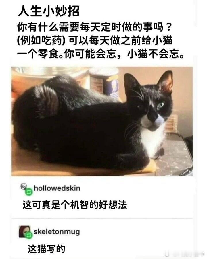 猫写的梗图趣图meme​​​