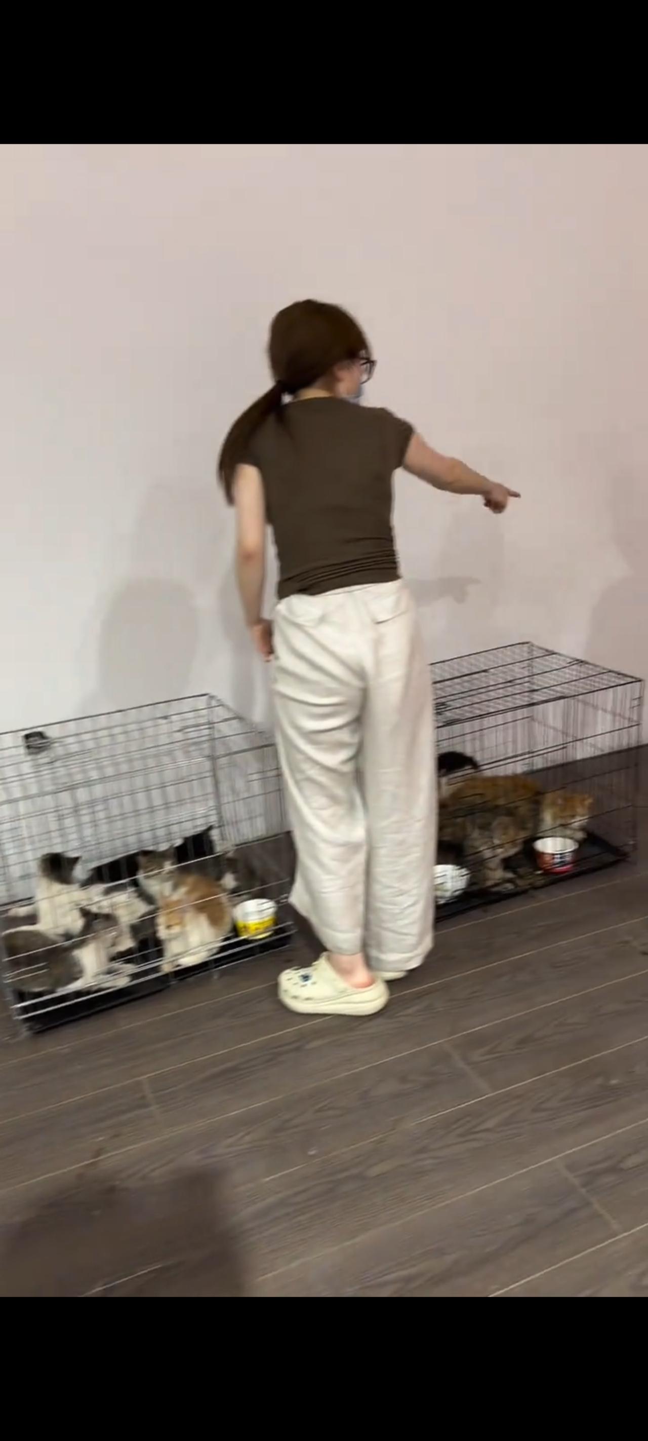 这段拍摄于6月中旬的视频画面，不知道牵动到了多少爱猫人士的内心深处，也间接性的反