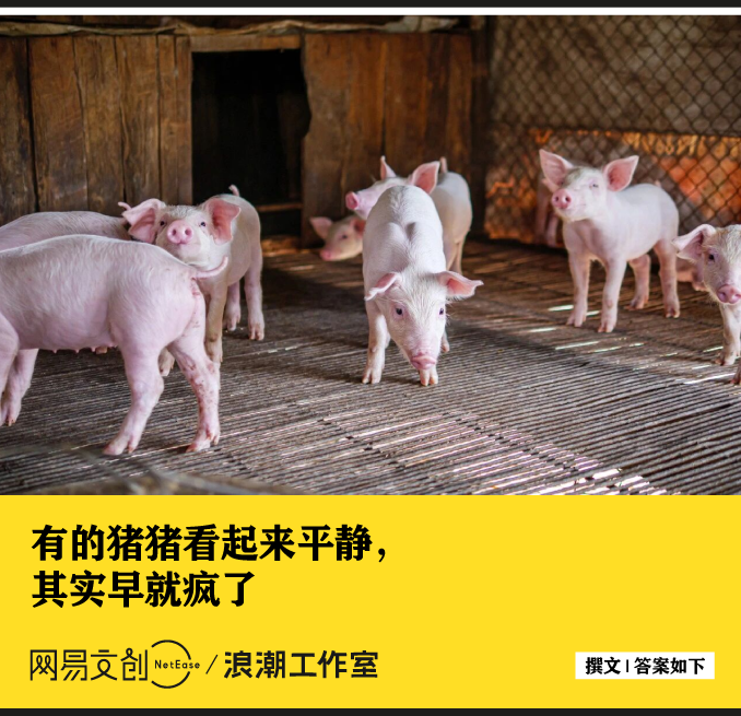 人被关久了会抑郁, 一生被圈养的猪会抑郁吗
