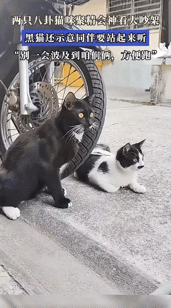 重庆，两只猫咪正趴在地上专心致志地围观路人吵架。正看得起劲，黑猫竟机敏地拍了拍花